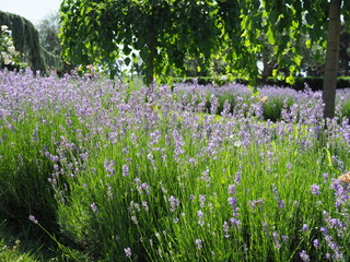 Lavender bushes with butterflies on a bright summer day