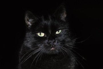 Beautiful young black cat on a black background, looking at the camera. Portrait of a black cat