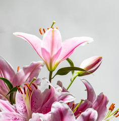 Obraz na płótnie Canvas bouquet of lilies