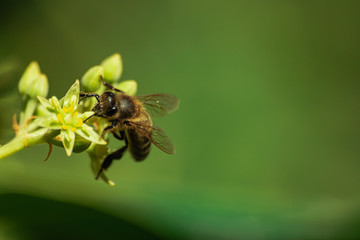 European honey bee (apis mellifera), pollinating avocado flower (persea americana)