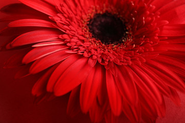 Red gerbera on a red background