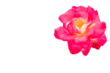 Rose flower isolated on white background.　The blank part can be used for the message board.