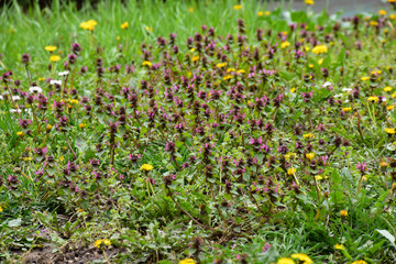 Obraz premium Various field flowers in green young grass