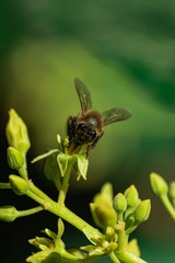 European honey bee (apis mellifera), pollinating avocado flower (persea americana)