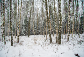 birch trees in winter with snow