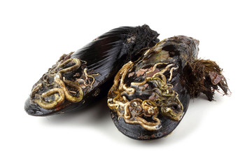 Mussels
