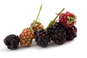 Blackberries