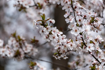 Close-up of a beautiful purple flower in full blossom during spring time