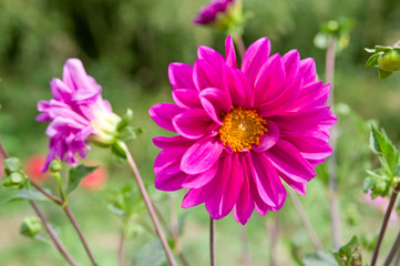 Obraz premium The name of this flower is Dahlia.These flowers are named “Dahlia”.