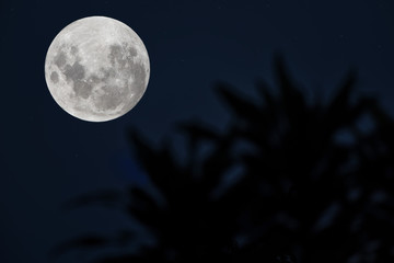 Fototapeta na wymiar Full moon on the sky over blurred silhouette tree.