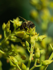 European honey bee (apis mellifera), pollinating avocado flower (persea americana)