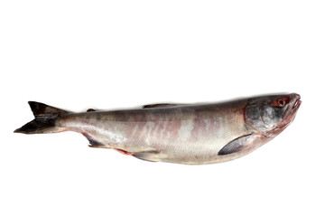 Chum salmon
