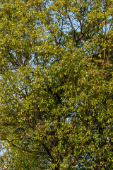 Close up of a fresh, green tree – nice background