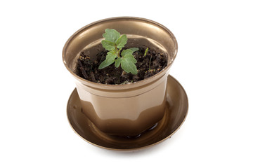 Young tomato sprout in pod