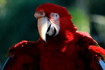 beautiful macaw parrot in zoo