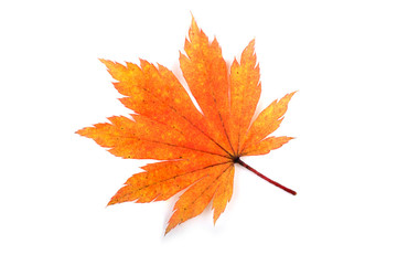 Fototapeta premium Autumn maple leaf