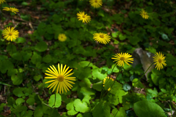 yellow daisy in green grass