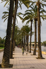 palm trees on beach