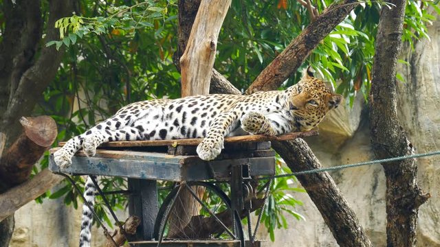 4k of leopard lying down on the tree