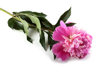 Peony flower