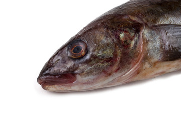 Sea bass