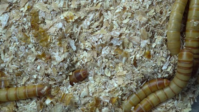 4k macro video of millwork