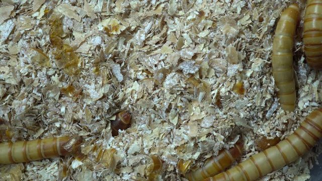 4k macro video of millwork