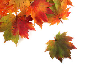 Multicolor autumn maple leaves
