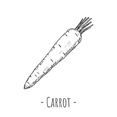 Whole carrot. Vector cartoon illustration. Isolated object on a white background. Hand-drawn style.