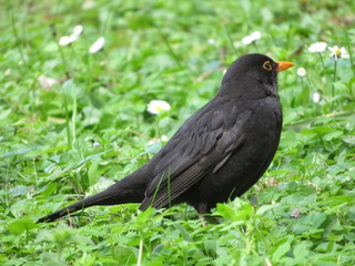 Beautiful bird in the grass, enjoying the sunshine