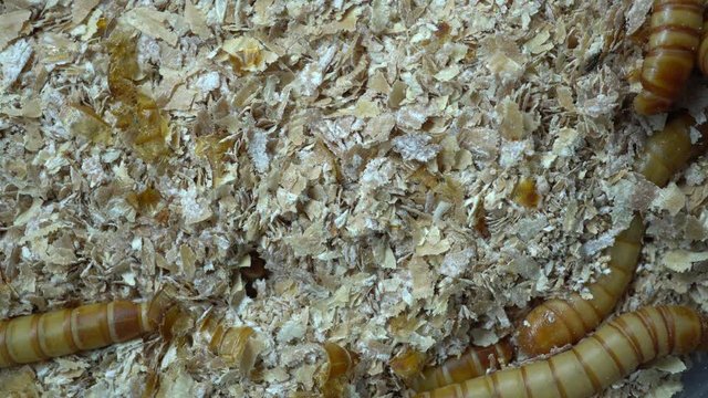 4k macro video of millwork