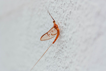 Closeup isolated orange Ephemeroptera dayfly