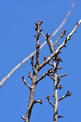 Japanese flowering cherry Kanzan