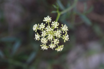 Sea fennel flowers