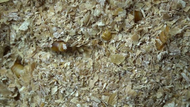 4k macro video of millwork