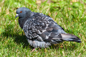 Blue-gray pigeon.
