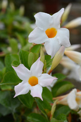 Mandevilla Sundaville White flower