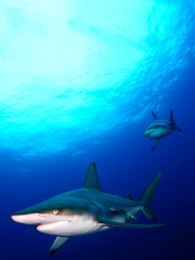 Danderous shark swim throw the crystal clear water