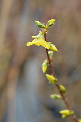 Border forsythia
