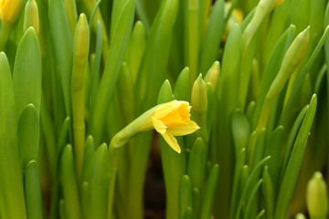Daffodil Tete a Tete