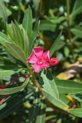 Common oleander