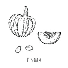 Whole pumpkin, pumpkin slice and seeds. Vector cartoon illustrations. Isolated objects on a white background. Hand-drawn style.