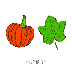 Whole pumpkin and pumpkin leaf. Vector cartoon illustrations. Isolated objects on a white background. Hand-drawn style.