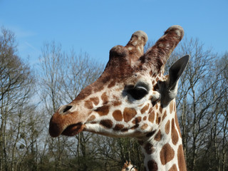 Naklejka premium Girafe en mode portrait