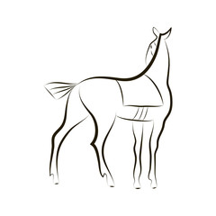 Black and white isolated beautiful noble horse