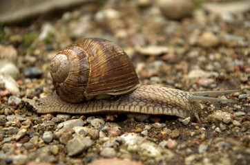 snail on stone