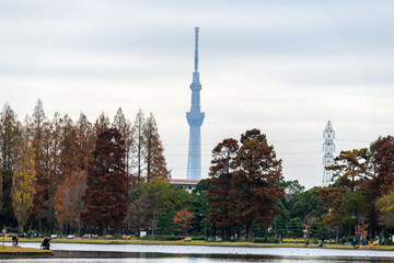 Obraz premium 水元公園 紅葉