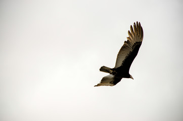 Vulture flying in the sky