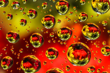 Vivid color of water drop reflection refraction of flowers on transparent glass