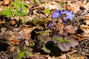 Blue beautiful early spring flowers in natural growth conditions in the forest. Liver leaves, liver, Hepatica nobilis. 